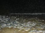 Grunion runs (click for Grunion Facts)