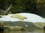 Sprawling polar bears