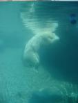 Even the polar bears are sad you're not here.