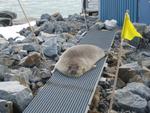 2007-12-26 Seal on Walkway