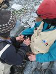 2008-01-26 Penguin tagging on Humbolt Island