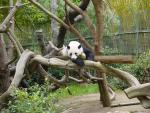 Tubby pandas