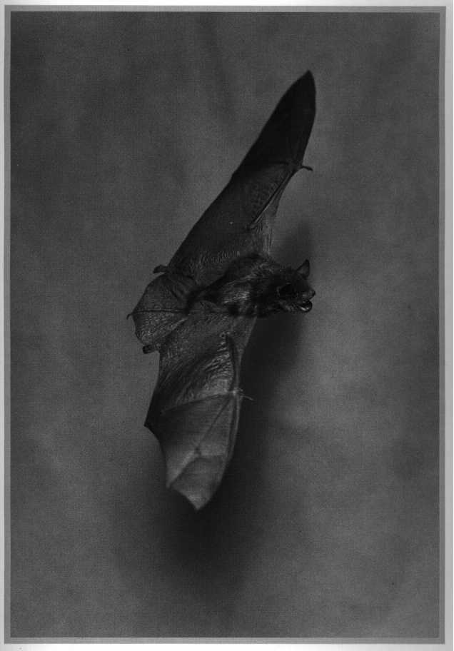 bat.JPG